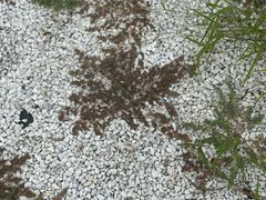 -映月湖中央公园