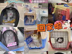 -lincat·猫舍(广州店)
