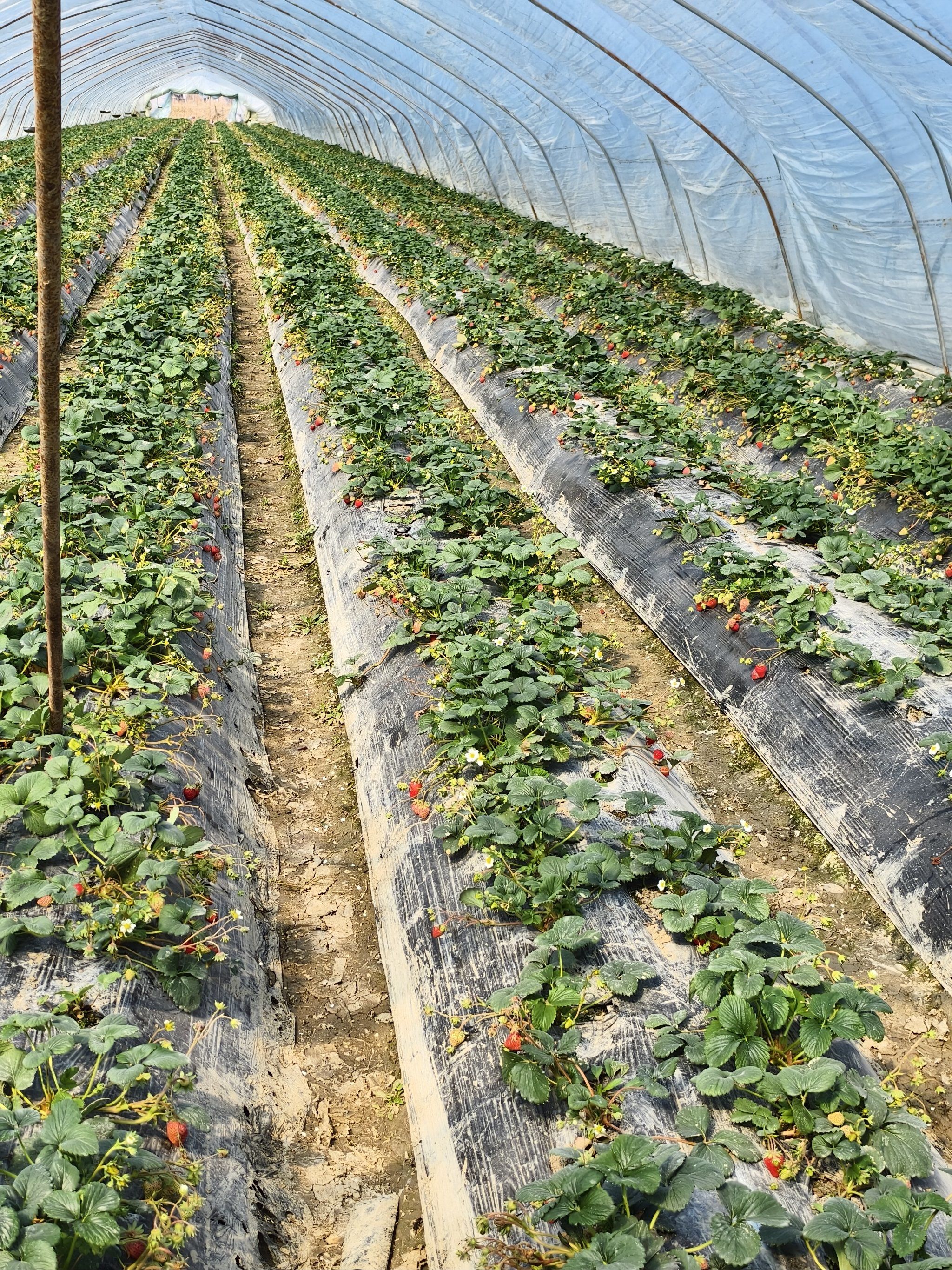 太阳天空照 快来摘草莓啦
长丰的草莓真的又香又甜 大棚里面采摘