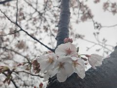 -武汉大学-樱园