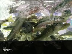 -全乐鱼馆·淳牌有机鱼直营店