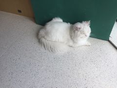 -飞行喵MR PILOT|猫舍·猫咖(静安大融城店)