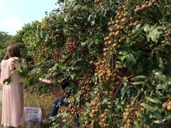 -从化深英荔枝黄皮龙眼采摘园