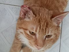 -瑞派宠物医院·中兽医专科(中央商城分院)