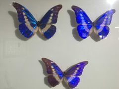 -上海昆虫博物馆