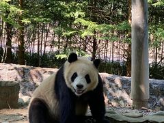 -都江堰中华大熊猫苑