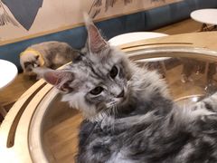 -滚猫咖啡·猫咖·猫友好撸猫(未来城店)