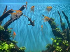 -海合安武汉极地海洋公园