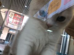 -秀猫阁·猫咪花园(万达店)
