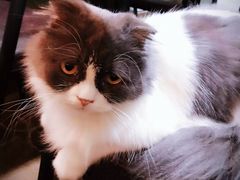 -李小姐の猫咖啡馆(五角场店)