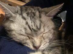 -猫猫幼稚园·撸猫·桌游·电玩