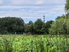 -东郊湿地公园