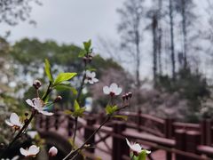 -狼山风景名胜区