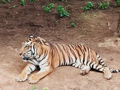 -云南野生动物园