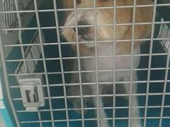 -欧奕国际动物医院