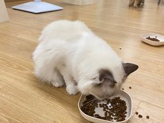 -有喵·猫咖·狗咖·30几只猫10只小狗(岗厦店)