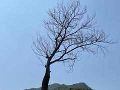 -龙坞茶村
