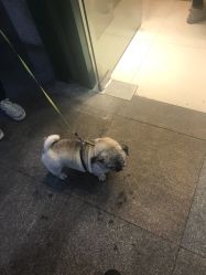 -龙文宝贝上门婴儿理发满月剃胎毛(总店)