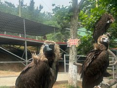 -西霞口神雕山野生动物世界