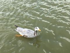 -盐城丹顶鹤湿地生态旅游区