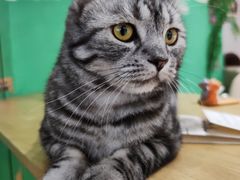 -藏猫猫咖啡主题馆(中央大道店)