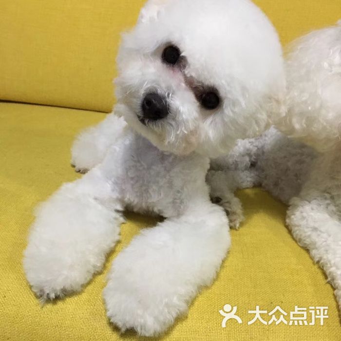 贝迪动物医院图片-北京宠物医院-大众点评网