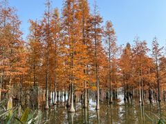 -白鹭湾湿地公园