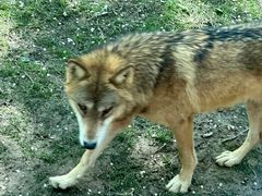 -北京野生动物园