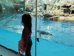 -帝企鹅自助餐厅•儿童岛•真企鹅(长隆企鹅酒店)