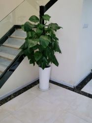 点击看大图 -苗医生草本科技祛痘