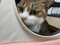 -瑞派宠物医院(搏威敦和院)