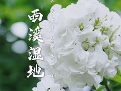 -西溪国家湿地公园