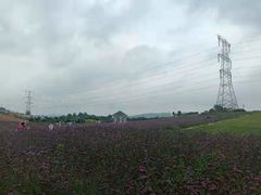 -紫颐香薰山谷景区