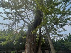 -苏州文庙(姑苏区)