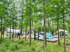 -合肥滨湖国家森林公园