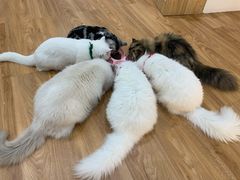 -COLOR PETS 撸猫馆·购猫·猫咖(长风大悦城店)