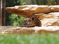 -北京野生动物园