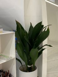 -OAE日式皮肤管理お肌の