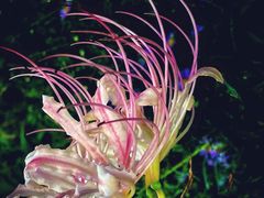 -国家植物园