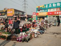 -中环花鸟鱼虫市场