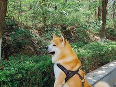 -云岗森林公园