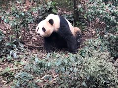 -中国大熊猫保护研究中心雅安碧峰峡基地