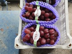 -马陆小张葡萄园农家乐