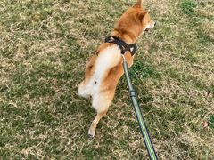 -南京Hallo宠物乐园·哈罗犬舍·柴犬繁育基地