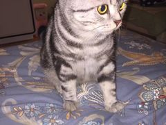 -康旭宠物医院(郑州总院)