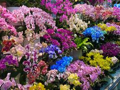 -花鸟鱼虫鲜花绿植市场(玉泉路店)