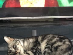 -北京观赏动物医院·24小时大型综合·猫专科·异宠专科