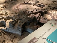 -自贡恐龙博物馆