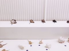 -青岛贝壳博物馆