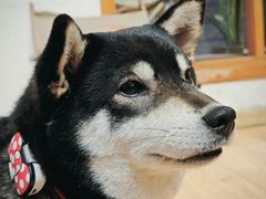 -是阿柴呀！柴犬咖啡·爱喵喵猫咖